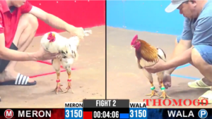 THOMO69 ĐĂNG KÝ TÀI KHOẢN ĐÁ GÀ