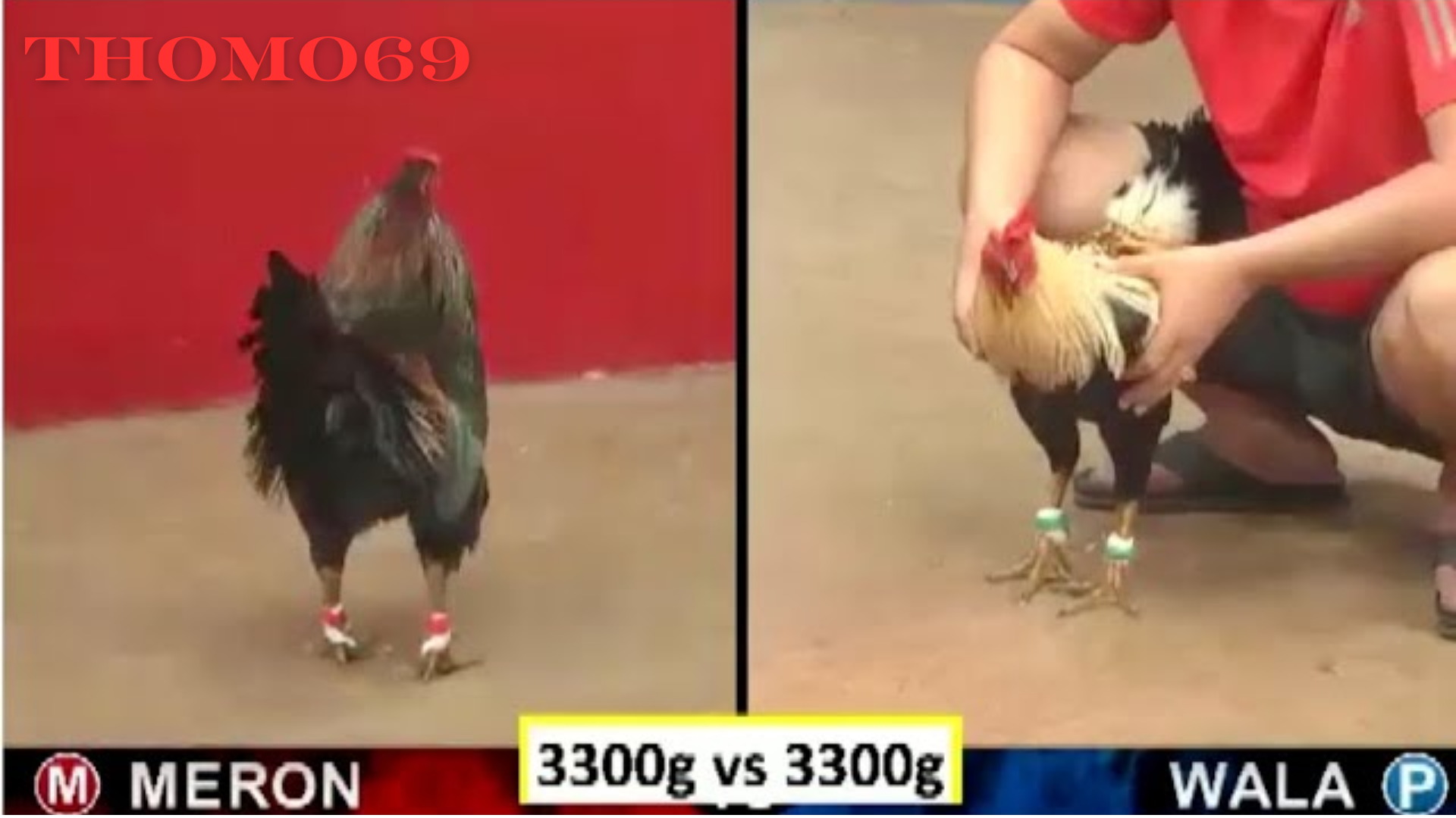 Huyền Thoại gà Xanh Trích Sừng - Thomo69