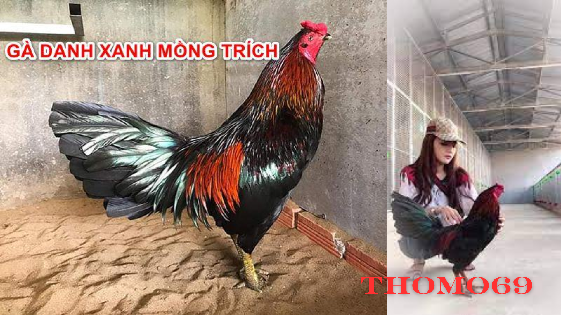 Huyền Thoại gà Xanh Trích Sừng - Thomo69