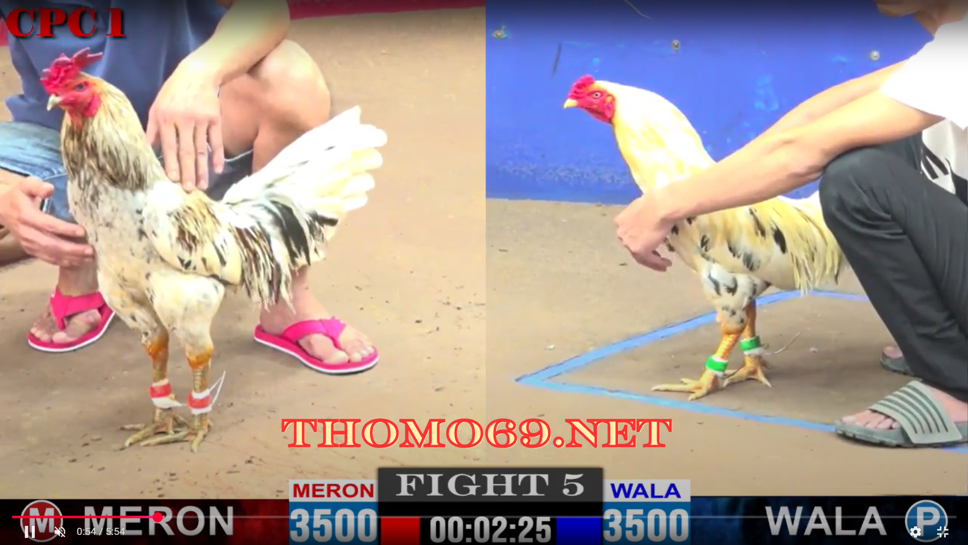 NHÀ CÁI THOMO69 ĐÁ GÀ , THỂ THAO , CASINO