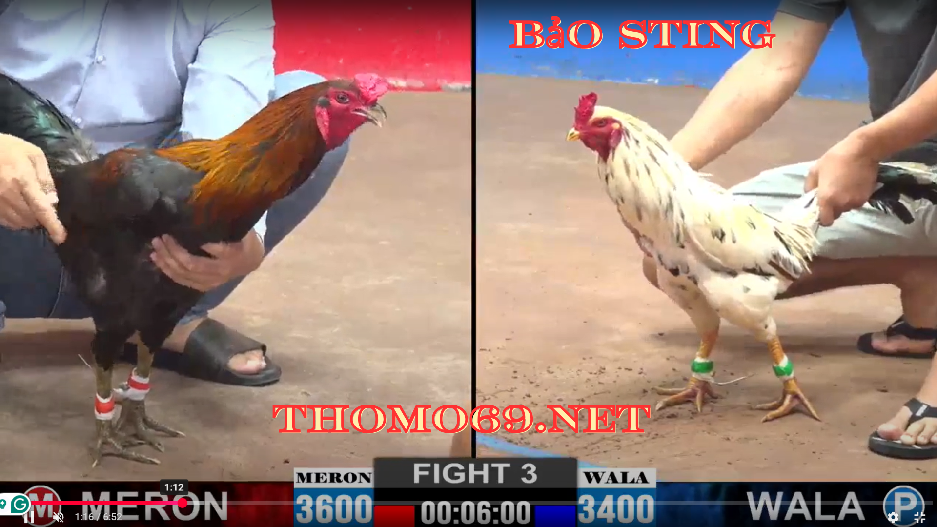 NHÀ CÁI THOMO69 ĐÁ GÀ , THỂ THAO , CASINO