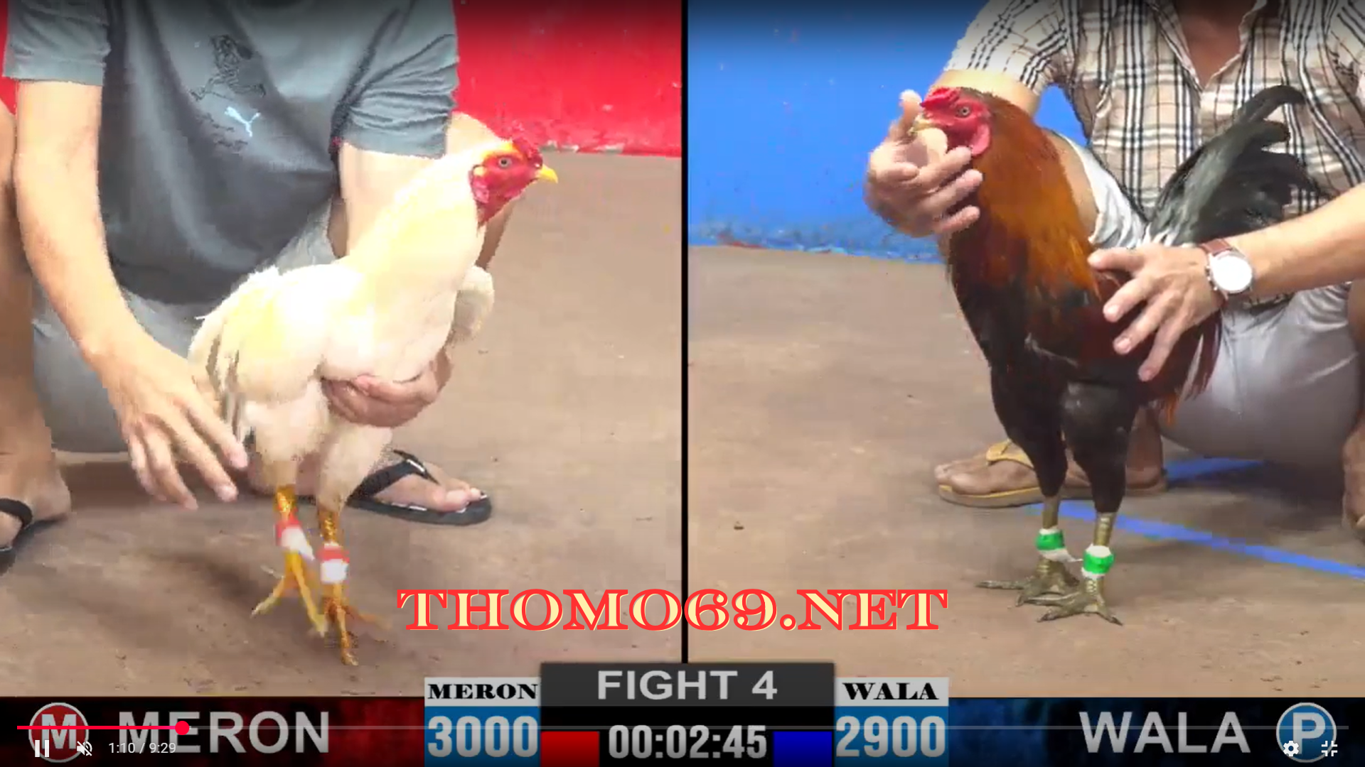 NHÀ CÁI THOMO69 ĐÁ GÀ , THỂ THAO , CASINO