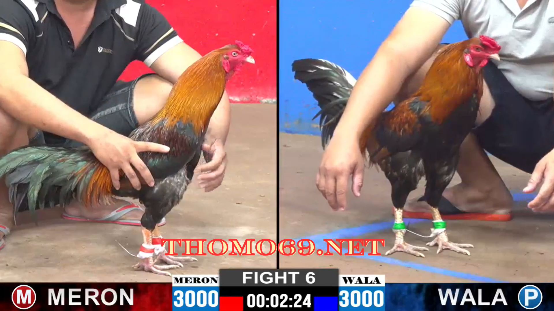 NHÀ CÁI THOMO69 ĐÁ GÀ , THỂ THAO , CASINO