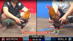 NHÀ CÁI THOMO69 ĐÁ GÀ , THỂ THAO , CASINO