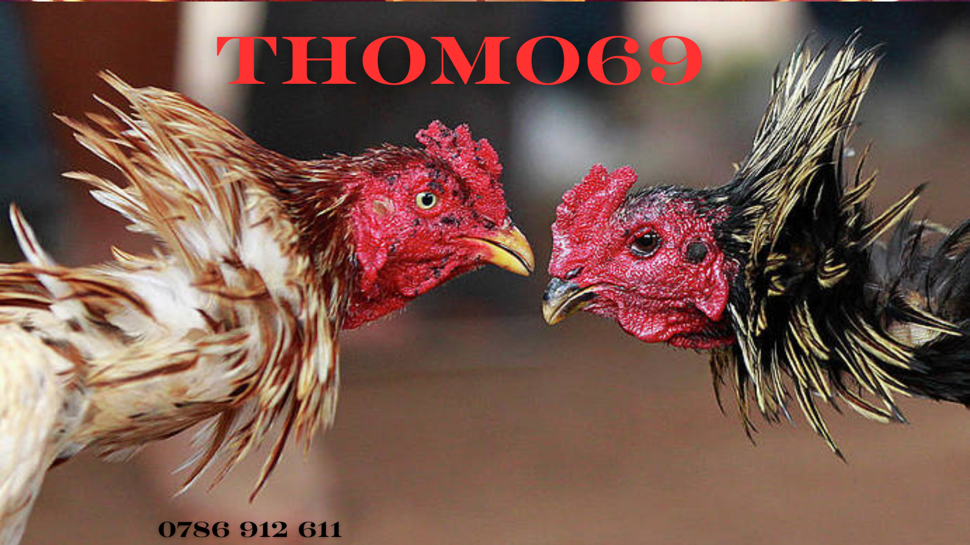 Khám Phá Thế Giới Của Nhà Cái Đá Gà Thomo CPC Thomo 69 - BJ88