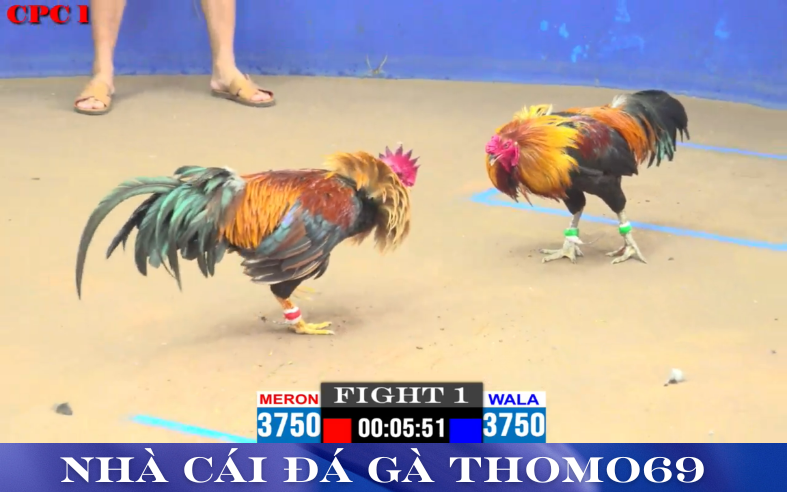 cách đặt cược đá gà trực tiếp tại nhà cái thomo 69 