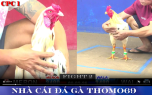 Đá Gà Trực Tuyến Tại Thomo69