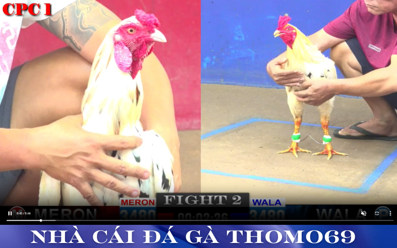 Đá Gà Trực Tuyến Tại Thomo69